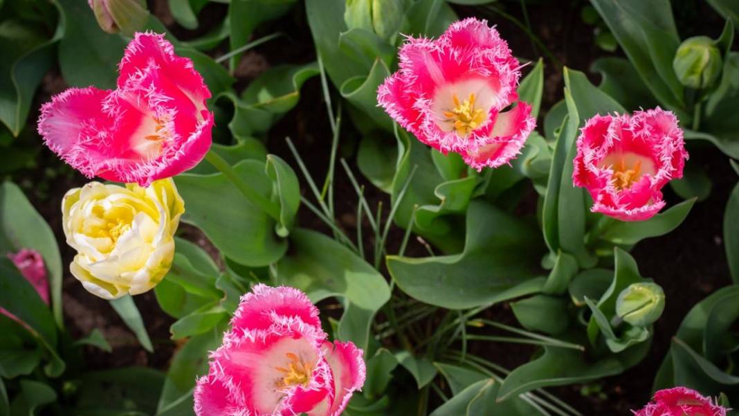 Dünyanın en büyük lale bahçesi ziyarete açıldı 8