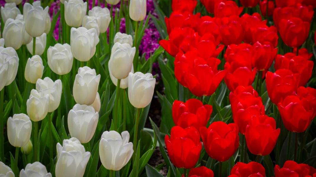 Dünyanın en büyük lale bahçesi ziyarete açıldı 9