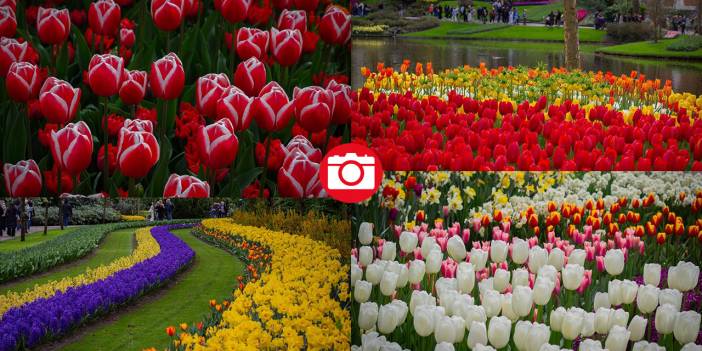 Dünyanın en büyük lale bahçesi ziyarete açıldı