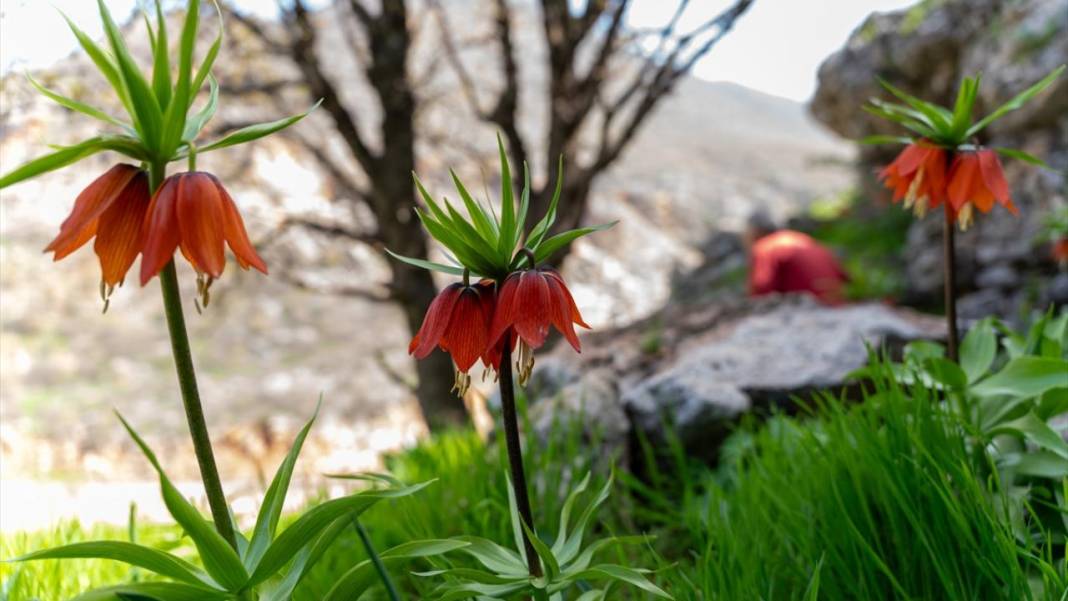 'Mütevazi laleler' ile tabiat renklendi 1