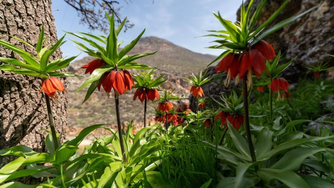 'Mütevazi laleler' ile tabiat renklendi 10