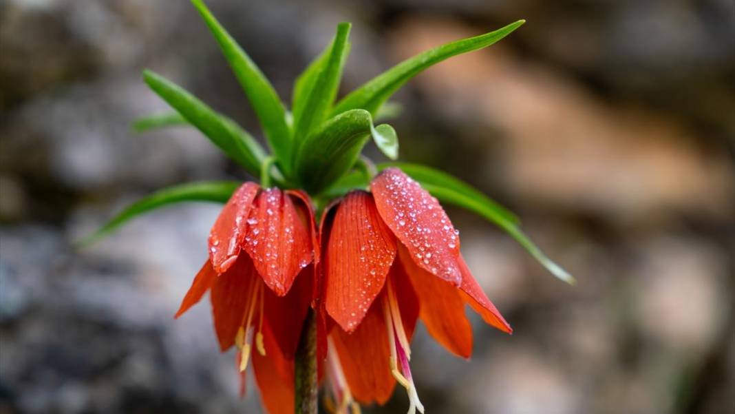 'Mütevazi laleler' ile tabiat renklendi 2