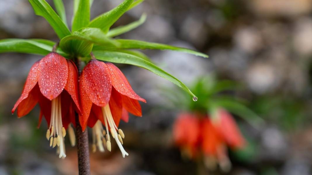 'Mütevazi laleler' ile tabiat renklendi 3
