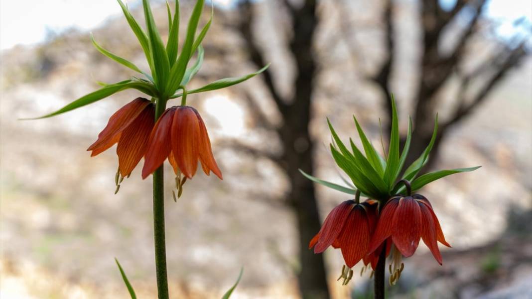 'Mütevazi laleler' ile tabiat renklendi 4