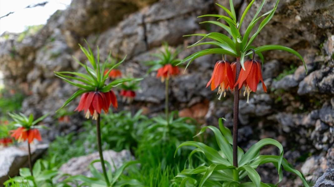 'Mütevazi laleler' ile tabiat renklendi 5