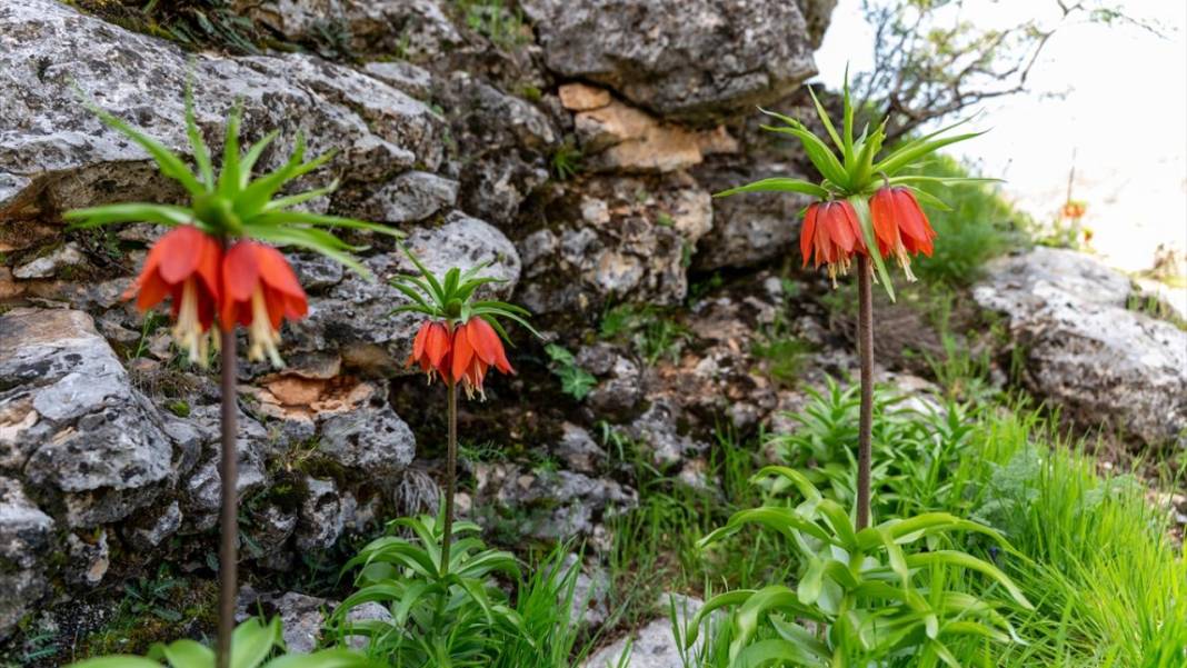 'Mütevazi laleler' ile tabiat renklendi 6