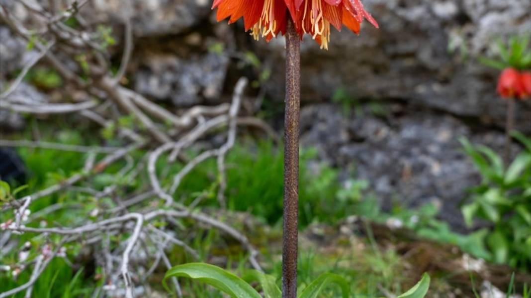 'Mütevazi laleler' ile tabiat renklendi 7