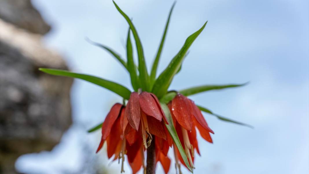 'Mütevazi laleler' ile tabiat renklendi 8