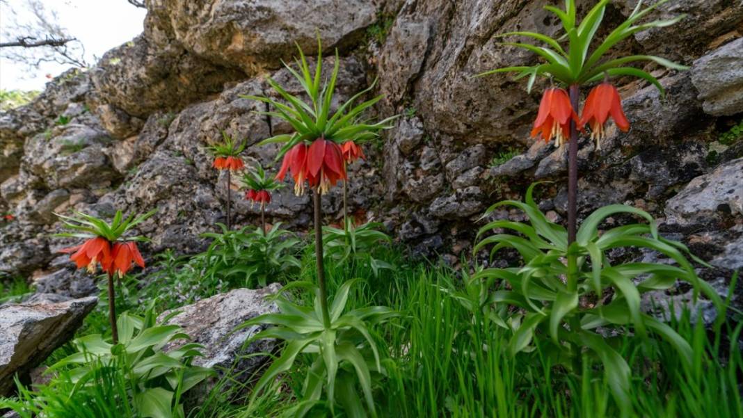 'Mütevazi laleler' ile tabiat renklendi 9