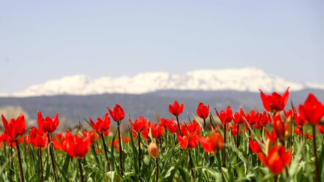 Beyşehir'de bir yanda kış, bir yanda bahar 11