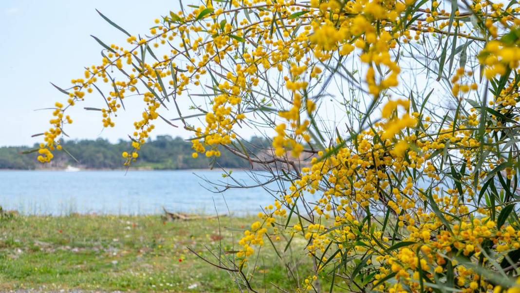 Mimozalar mis kokularıyla ilgi odağı oldu 1