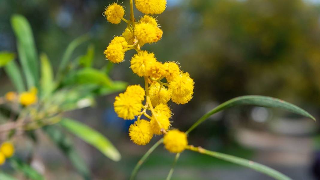 Mimozalar mis kokularıyla ilgi odağı oldu 10