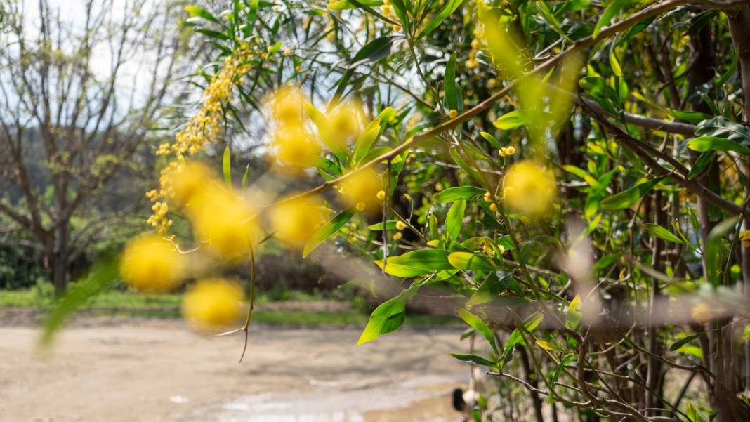 Mimozalar mis kokularıyla ilgi odağı oldu 11