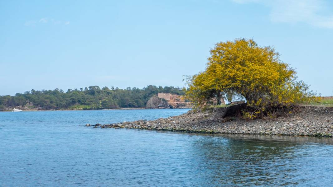 Mimozalar mis kokularıyla ilgi odağı oldu 2