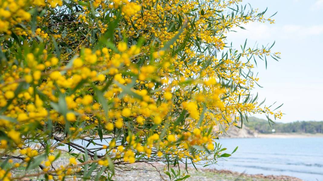 Mimozalar mis kokularıyla ilgi odağı oldu 3