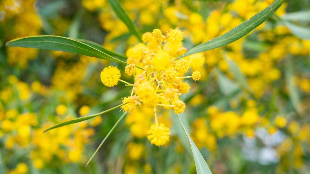 Mimozalar mis kokularıyla ilgi odağı oldu 4