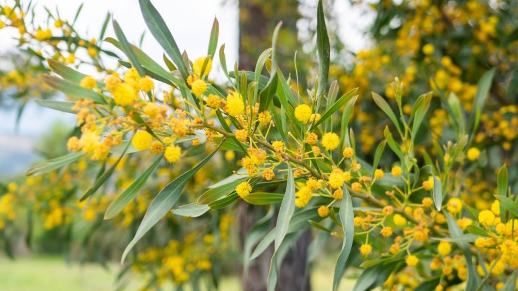 Mimozalar mis kokularıyla ilgi odağı oldu 5