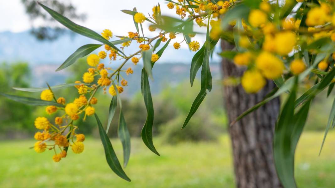 Mimozalar mis kokularıyla ilgi odağı oldu 6