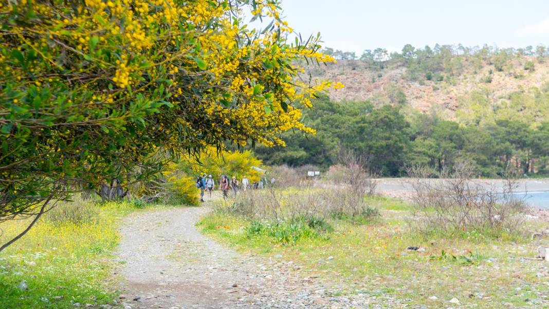 Mimozalar mis kokularıyla ilgi odağı oldu 7