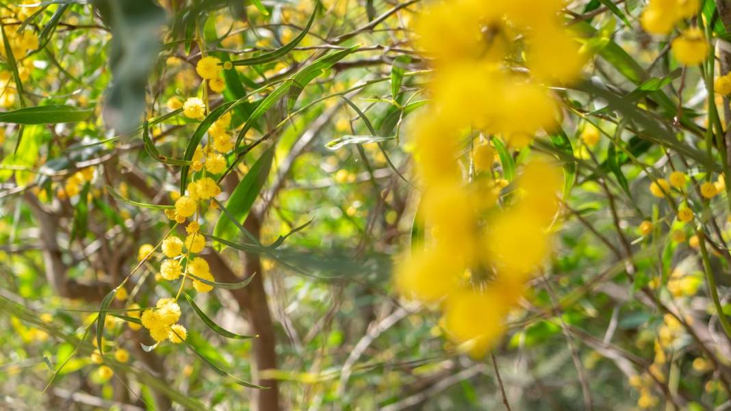 Mimozalar mis kokularıyla ilgi odağı oldu 8