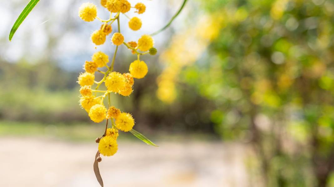 Mimozalar mis kokularıyla ilgi odağı oldu 9