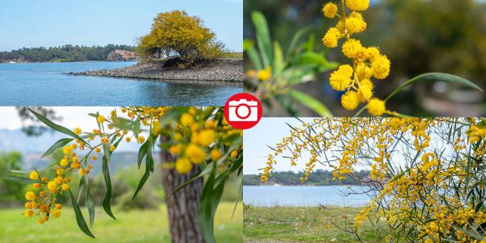 Mimozalar mis kokularıyla ilgi odağı oldu
