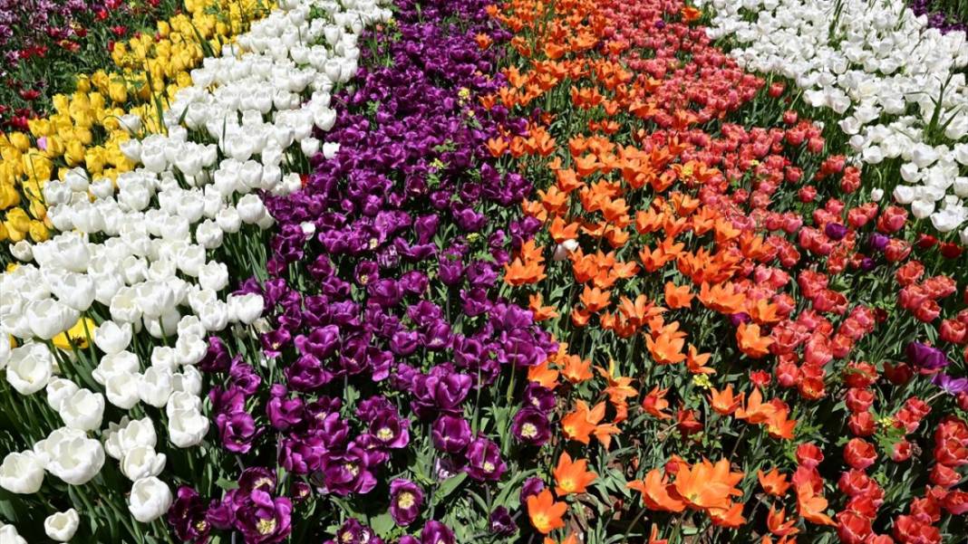 Gaziantep Botanik Bahçesi'nde ilkbahar tefekkürü 11