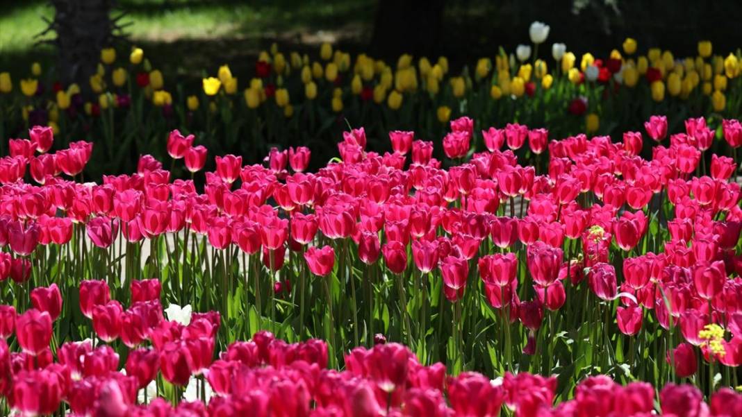 Gaziantep Botanik Bahçesi'nde ilkbahar tefekkürü 2