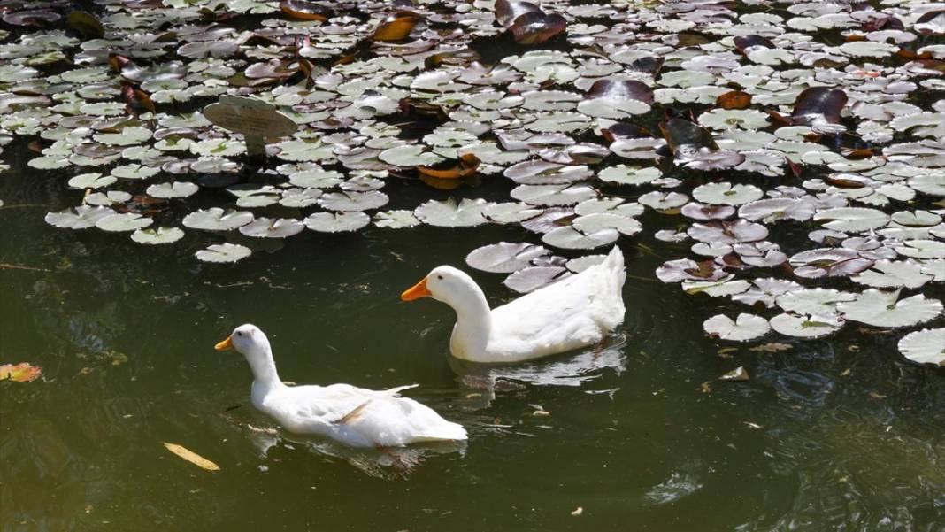 Gaziantep Botanik Bahçesi'nde ilkbahar tefekkürü 3