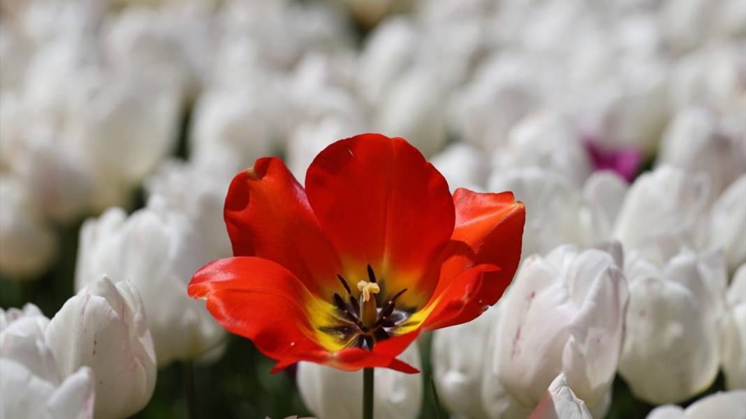 Gaziantep Botanik Bahçesi'nde ilkbahar tefekkürü 4