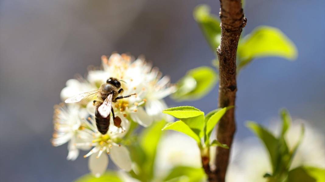 Gaziantep Botanik Bahçesi'nde ilkbahar tefekkürü 7
