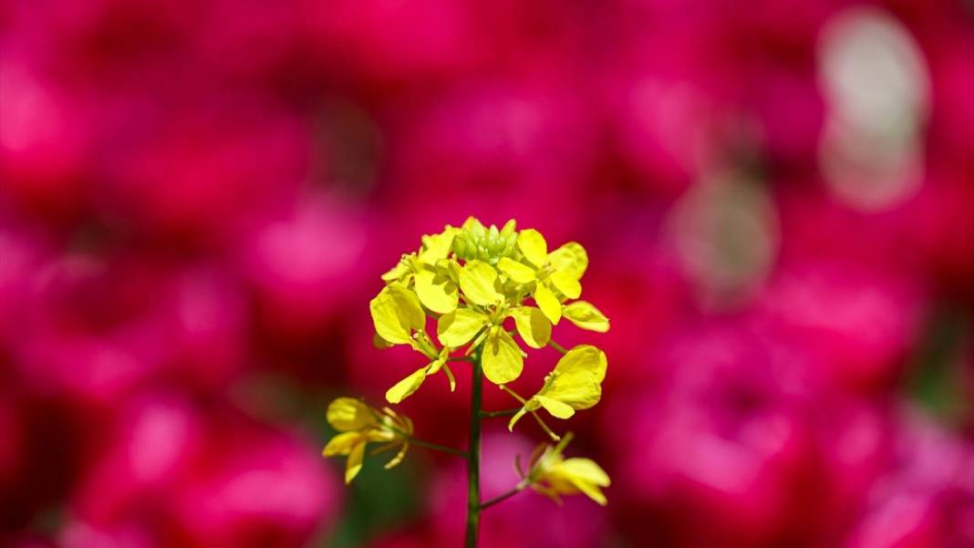 Gaziantep Botanik Bahçesi'nde ilkbahar tefekkürü 8