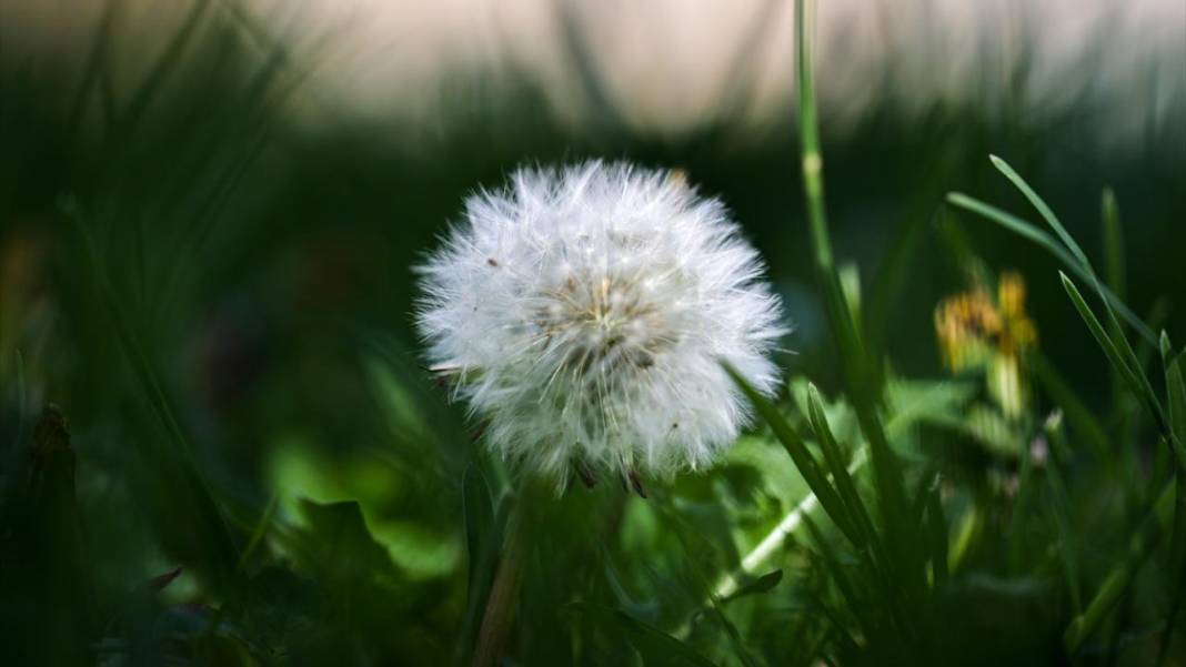 Gaziantep Botanik Bahçesi'nde ilkbahar tefekkürü 9
