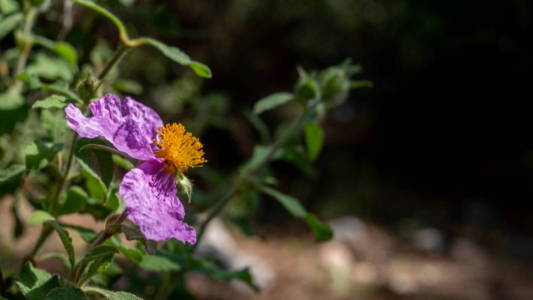 Mavi ve yeşili ile 'Cennet Koyu' 4