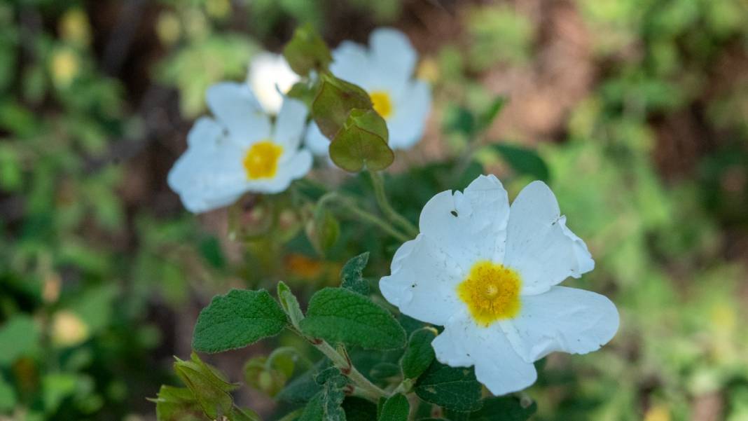 Mavi ve yeşili ile 'Cennet Koyu' 5