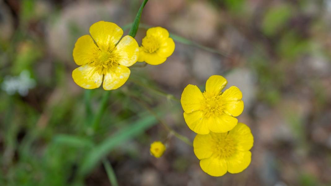Mavi ve yeşili ile 'Cennet Koyu' 6