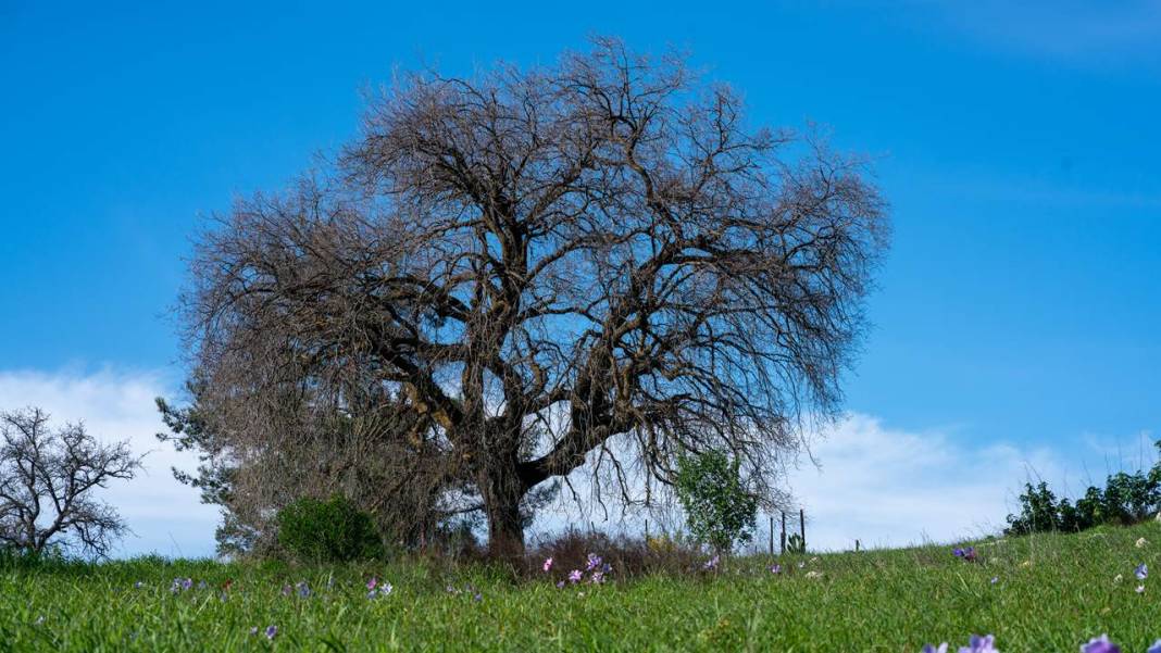 İlkbaharın en güzel yaşandığı mekanlardan biri: Yaylalık 1