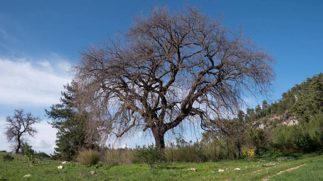 İlkbaharın en güzel yaşandığı mekanlardan biri: Yaylalık 10