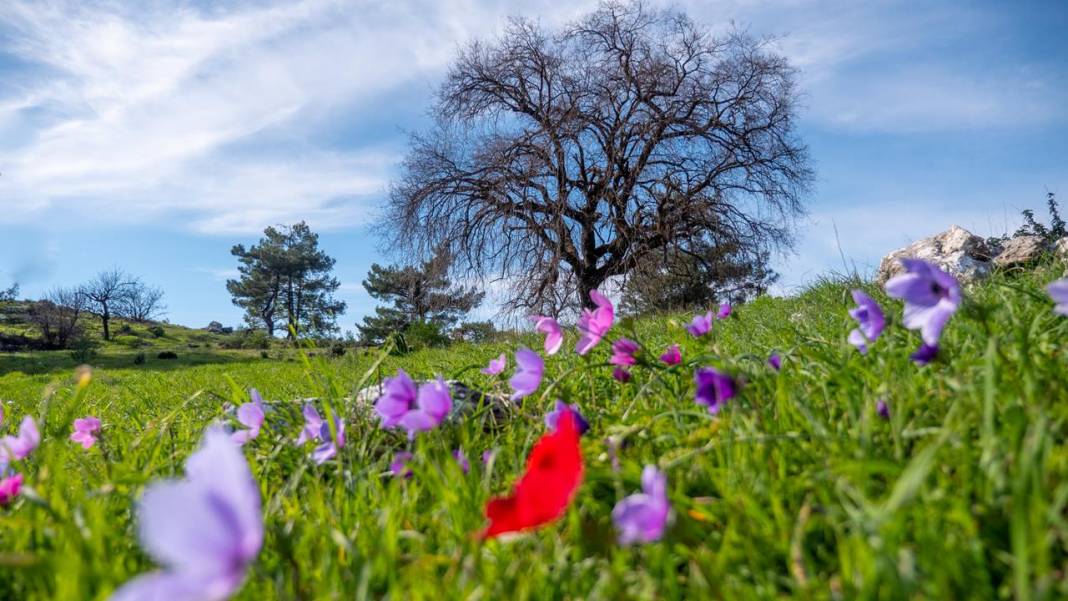 İlkbaharın en güzel yaşandığı mekanlardan biri: Yaylalık 12