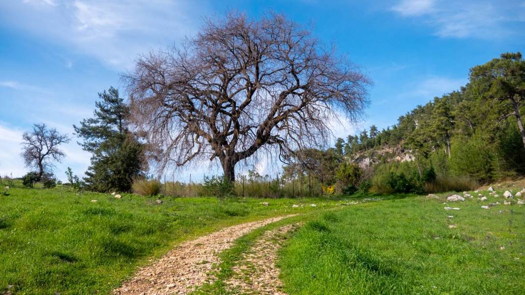 İlkbaharın en güzel yaşandığı mekanlardan biri: Yaylalık 13