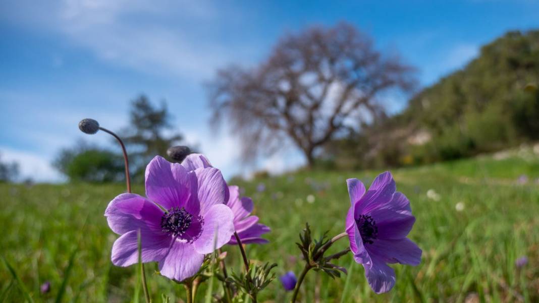 İlkbaharın en güzel yaşandığı mekanlardan biri: Yaylalık 14