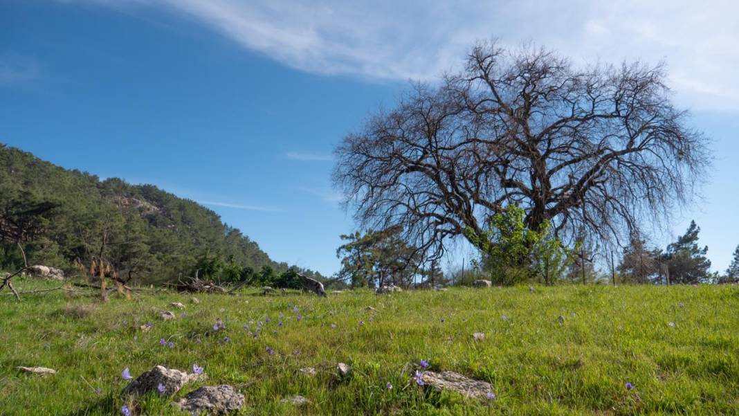 İlkbaharın en güzel yaşandığı mekanlardan biri: Yaylalık 15