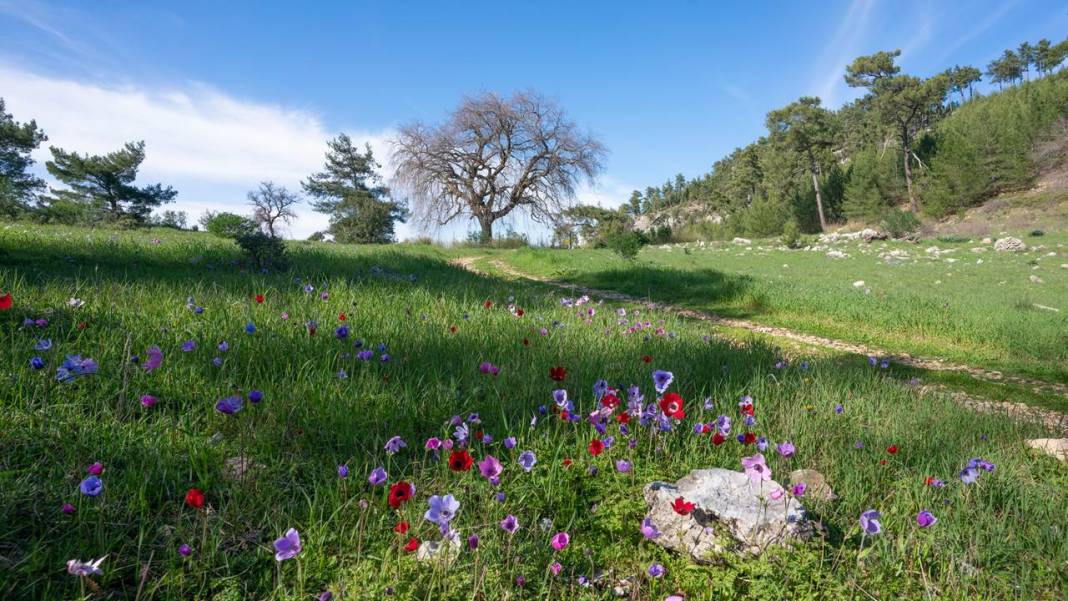 İlkbaharın en güzel yaşandığı mekanlardan biri: Yaylalık 2