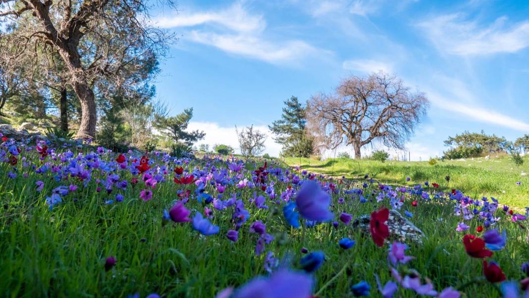 İlkbaharın en güzel yaşandığı mekanlardan biri: Yaylalık 3