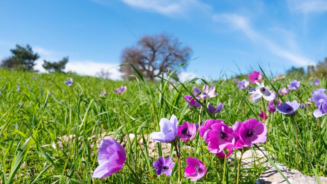İlkbaharın en güzel yaşandığı mekanlardan biri: Yaylalık 4