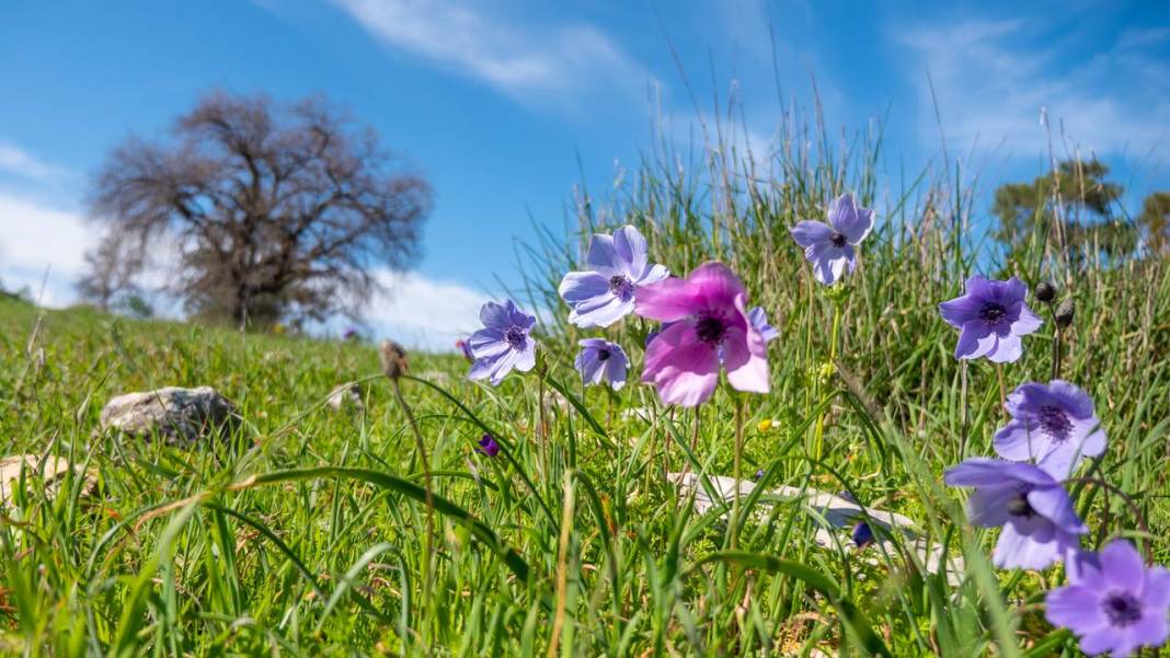 İlkbaharın en güzel yaşandığı mekanlardan biri: Yaylalık 5