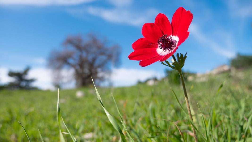 İlkbaharın en güzel yaşandığı mekanlardan biri: Yaylalık 6