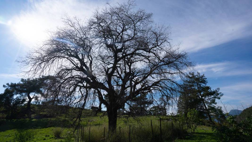 İlkbaharın en güzel yaşandığı mekanlardan biri: Yaylalık 7