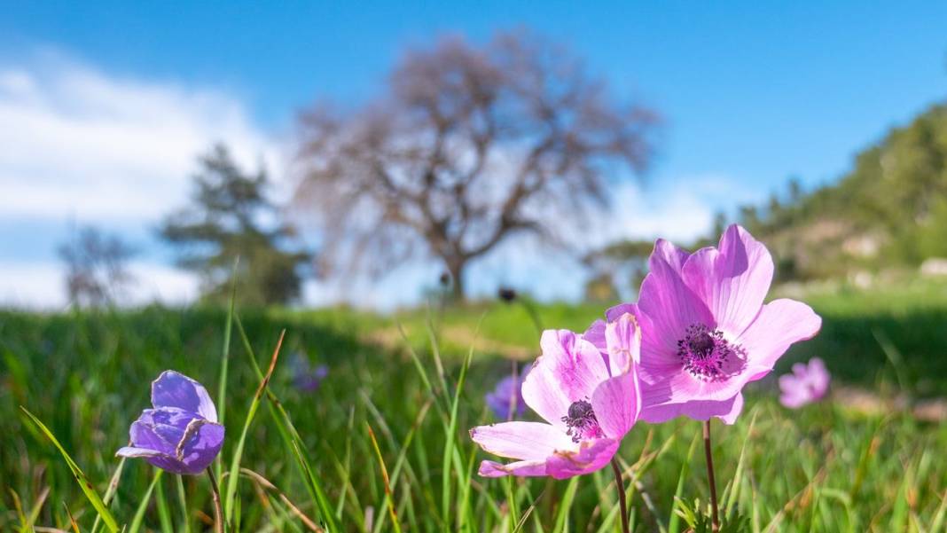 İlkbaharın en güzel yaşandığı mekanlardan biri: Yaylalık 8