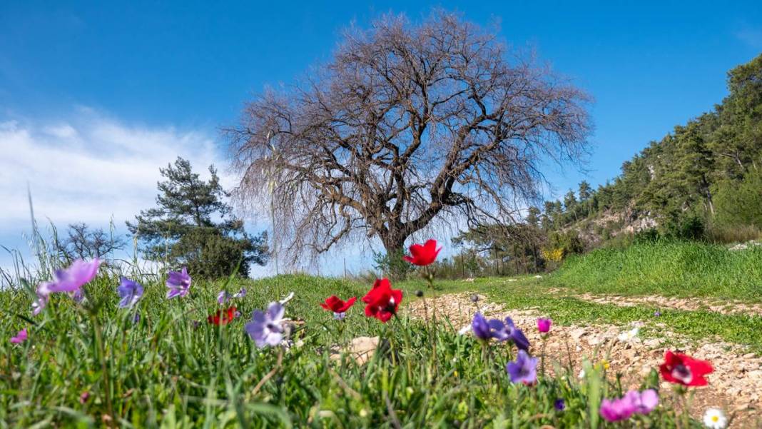 İlkbaharın en güzel yaşandığı mekanlardan biri: Yaylalık 9